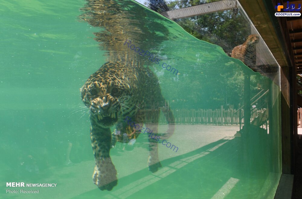 ژست دیدنی پلنگ در آب! +عکس