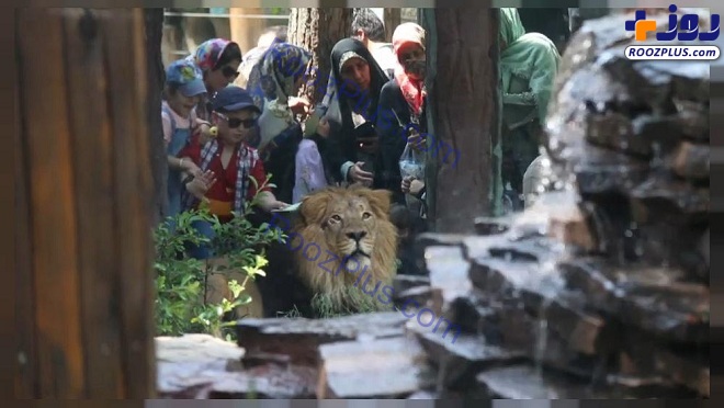 ازدواج ۲ شیر ایرانی در باغ وحش ارم تهران+ عکس