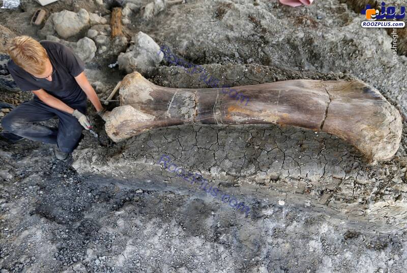 عکس/ کشف استخوان ۴۰۰ کیلویی یک دایناسور