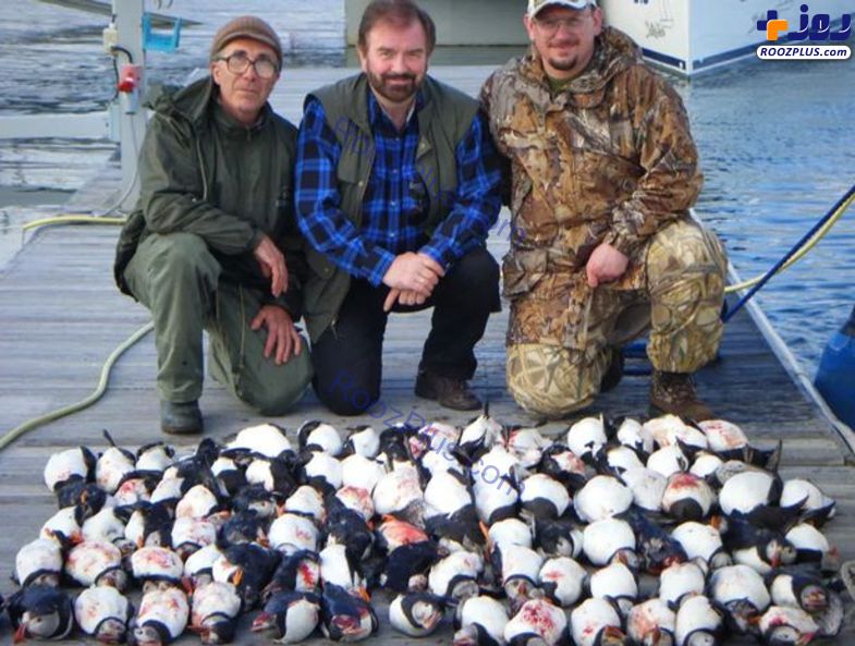 قتل عام ۱۰۰ طوطی دریایی به خاطر ۳۰۰۰ پوند! +عکس
