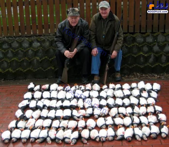 قتل عام ۱۰۰ طوطی دریایی به خاطر ۳۰۰۰ پوند! +عکس