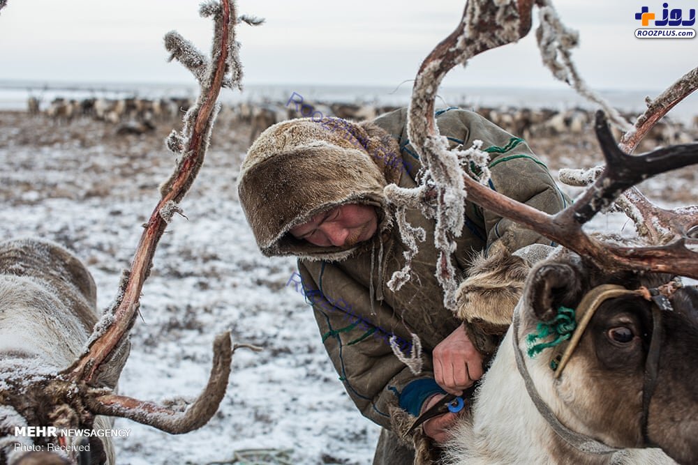 زندگی در سرزمین های قطبی روسیه‎ +عکس