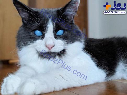 گربه‌ای با چشمان زیبا اما نابینا!+عکس
