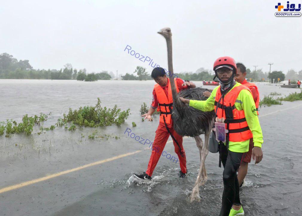 نجات یک شتر مرغ از سیلاب توفانی در تایلند +عکس