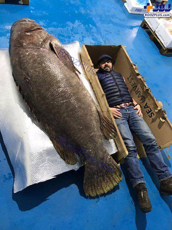 صید بزرگ‌ترین ماهی خاردار جهان در اقیانوس هند +عكس