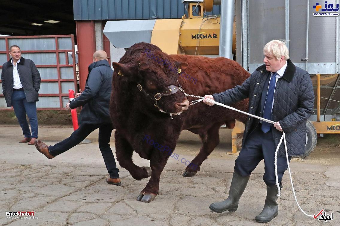 درگیری بوریس جانسون نخست وزیر انگلیس با یک گاو در اسکاتلند!! +عکس