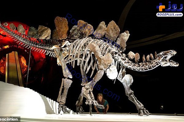عکس/ قدیمی ترین گونه یک «دایناسور» کشف شد