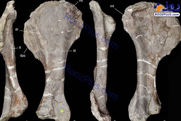عکس/ قدیمی ترین گونه یک «دایناسور» کشف شد
