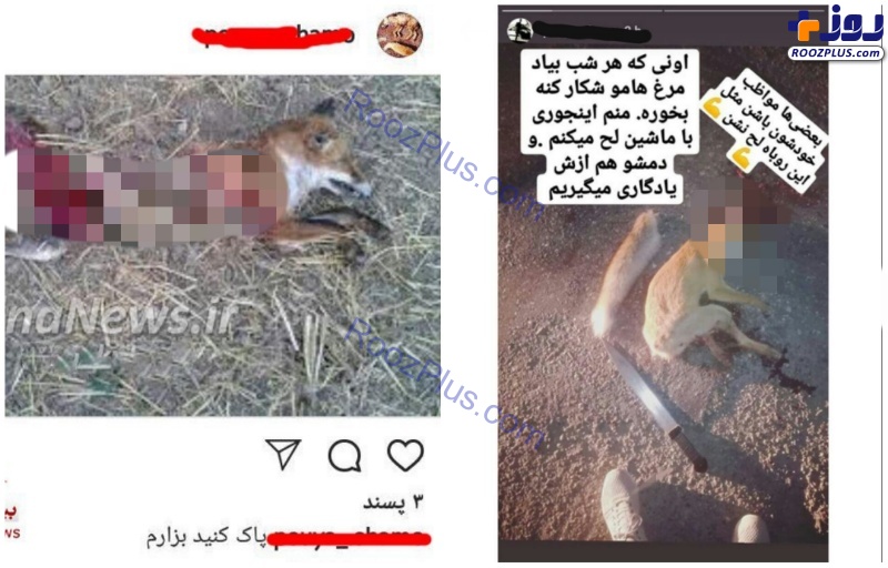 دستگیری عامل انتشار فیلم سلاخی حیوانات وحشی +عکس