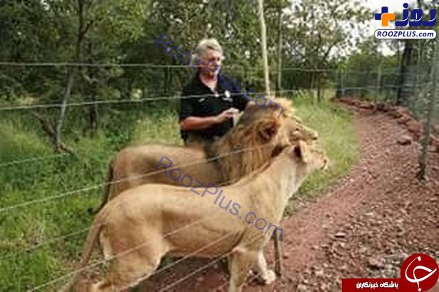 حمله ناگهانی شیرها به صاحبشان در داخل قفس +تصاویر