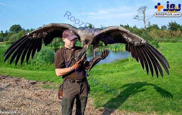 بزرگترین پرنده شکاری در جهان +عکس