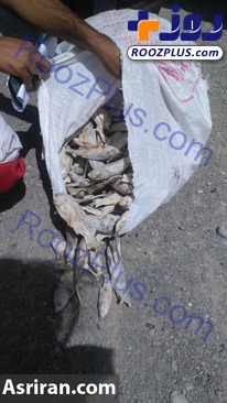 عکس/فروش ماهی مرده رود خشک شده هیرمند