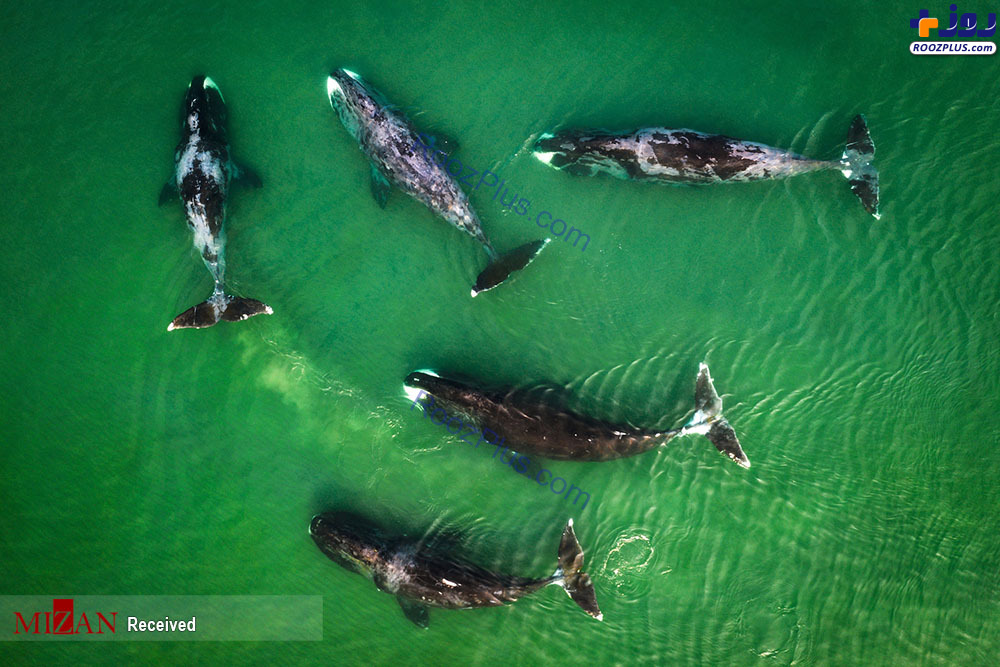 زندگی نهنگ‌ها در اقیانوس +عکس