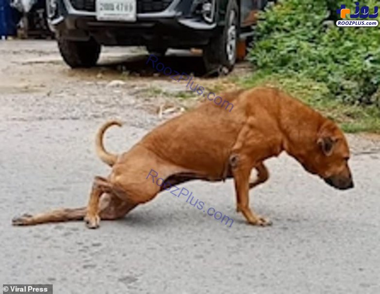 فریبکاری سگ خیابانی برای غذا +عکس
