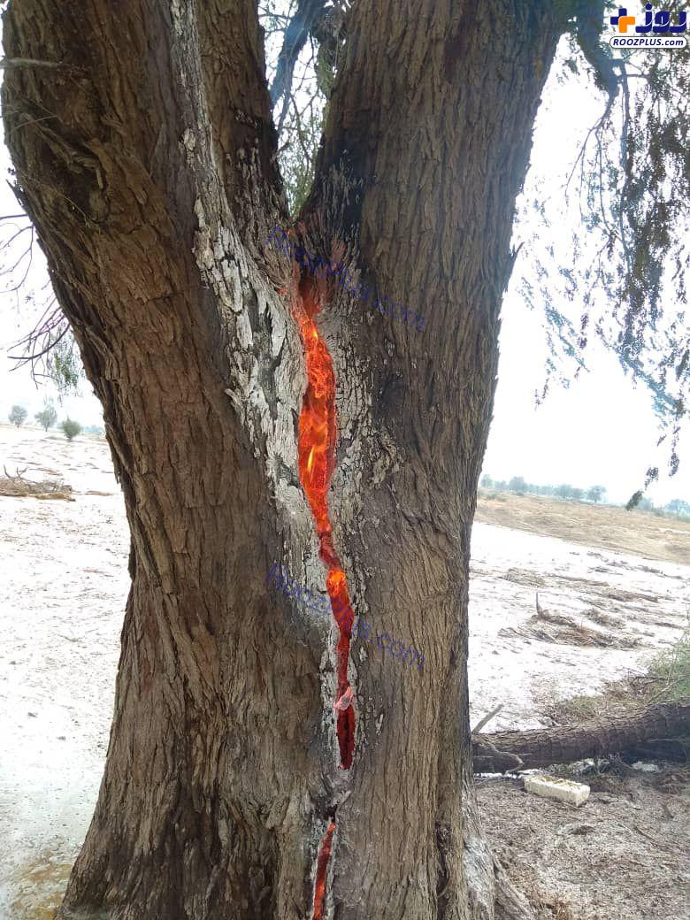 برخورد صاعقه به درخت در بندرلنگه +عکس