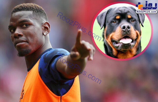 هزینه نجومی فوتبالیست معروف برای خرید سگ +عکس
