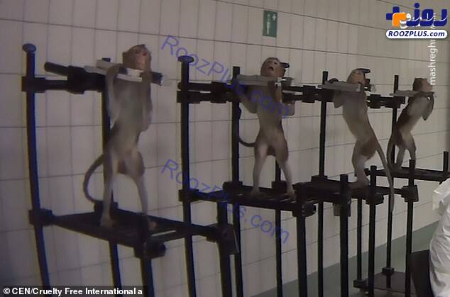 عکس/شکنجه حیوانات در آلمان!