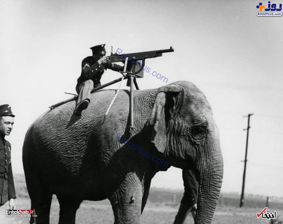 بستن رگبار روی فیل در زمان های قدیم! +عکس