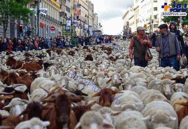 گله گوسفندان باعث ترافیک شدند +عکس