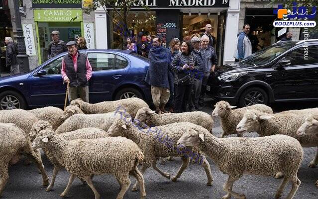 گله گوسفندان باعث ترافیک شدند +عکس
