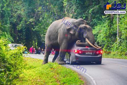 عکس/حمله فیل وحشی به خودروی یک گردشگر در تایلند!