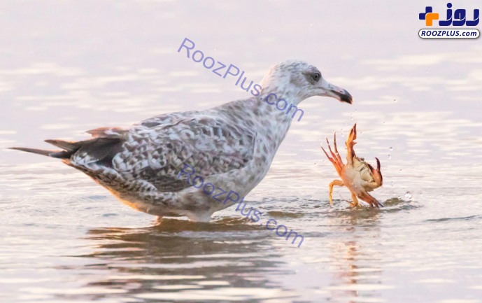 درگیری خرچنگ و مرغ دریایی +عکس
