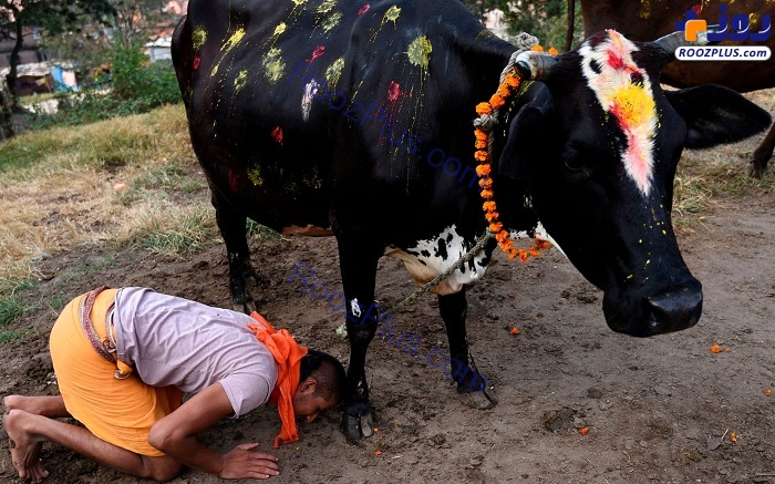 ادای احترام یک هندی به گاو +عكس