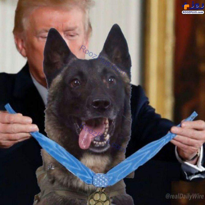 اهدای مدال شجاعت به سگ یابنده «ابوبکر بغدادی» +عکس