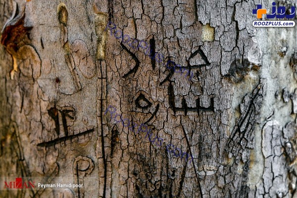 عکس/زخم نوشته ها بر تن درختان