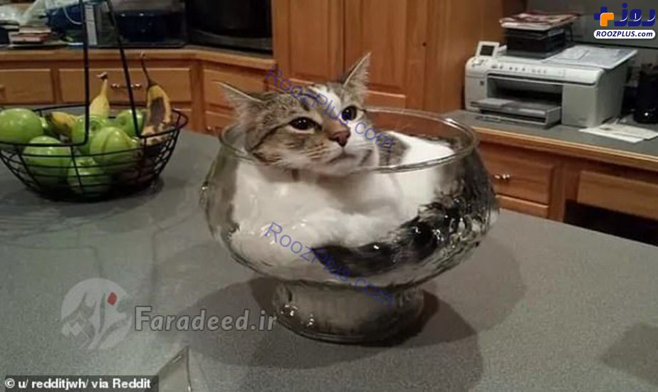 عکس/گربه هایی با فاز مایع!