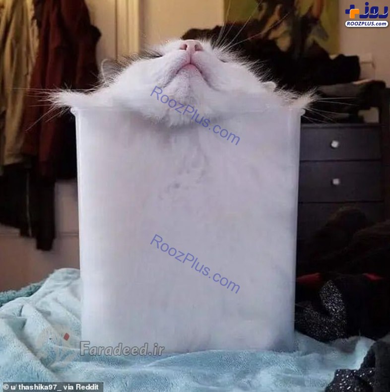 عکس/گربه هایی با فاز مایع!