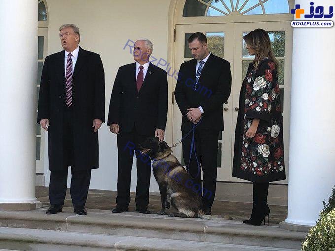 تجلیل ترامپ از سگی که بغدادی را به دام انداخت! +عکس