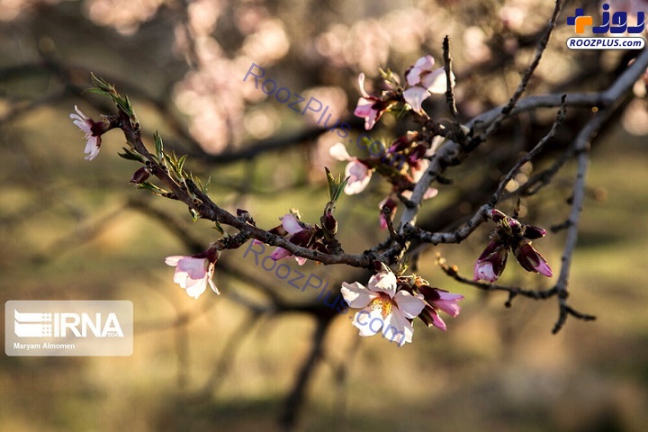 عکس/ شکوفه‌های بادام «دره چای»
