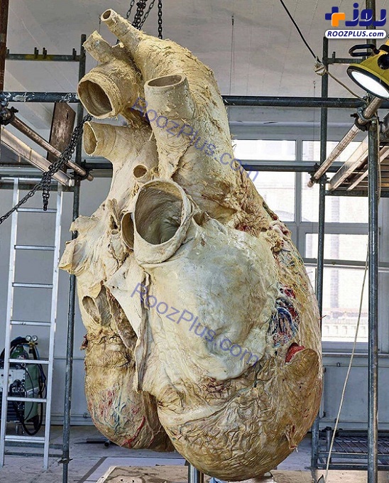 قلب 2 متری یک نهنگ غول‌پیکر +عکس