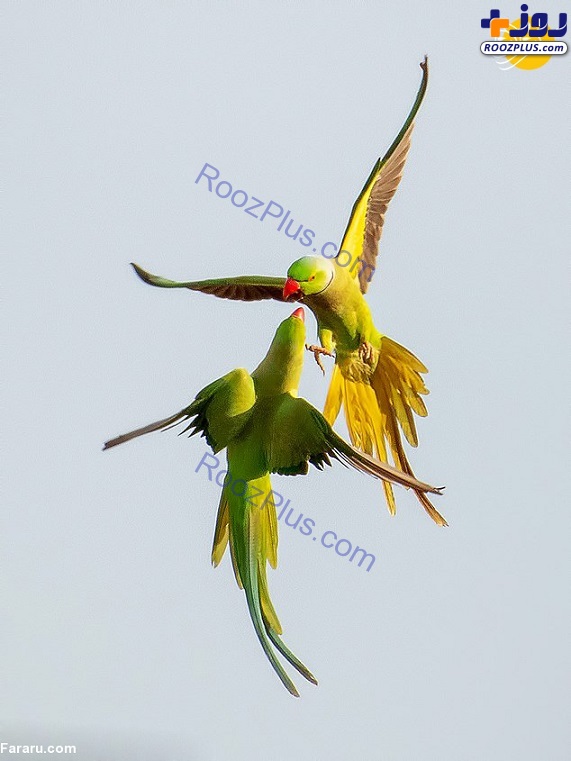 عکس/ درگیری جالب دو طوطی در هوا