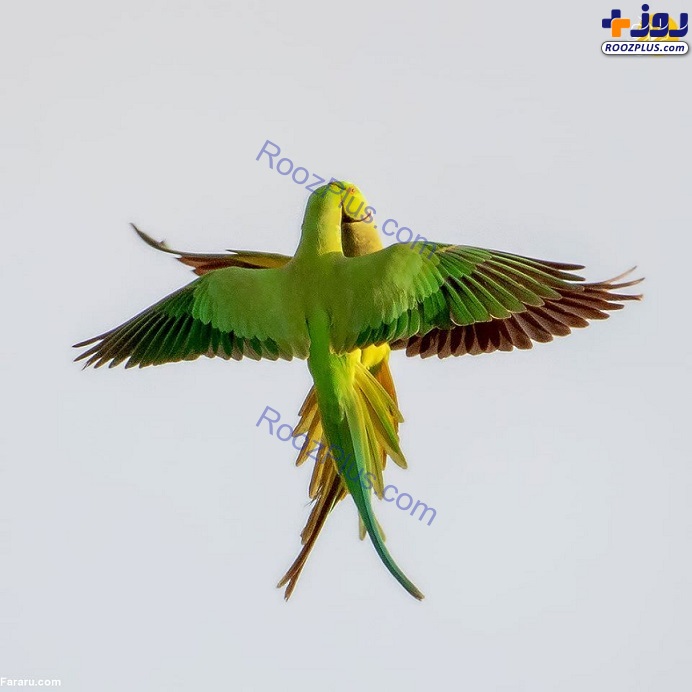 عکس/ درگیری جالب دو طوطی در هوا