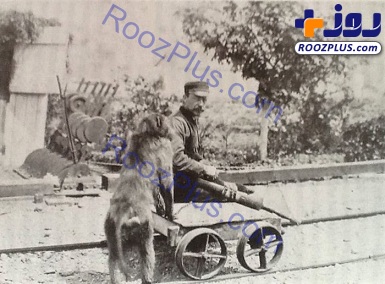 میمونی که کارمند رسمی راه‌آهن شد!+عکس