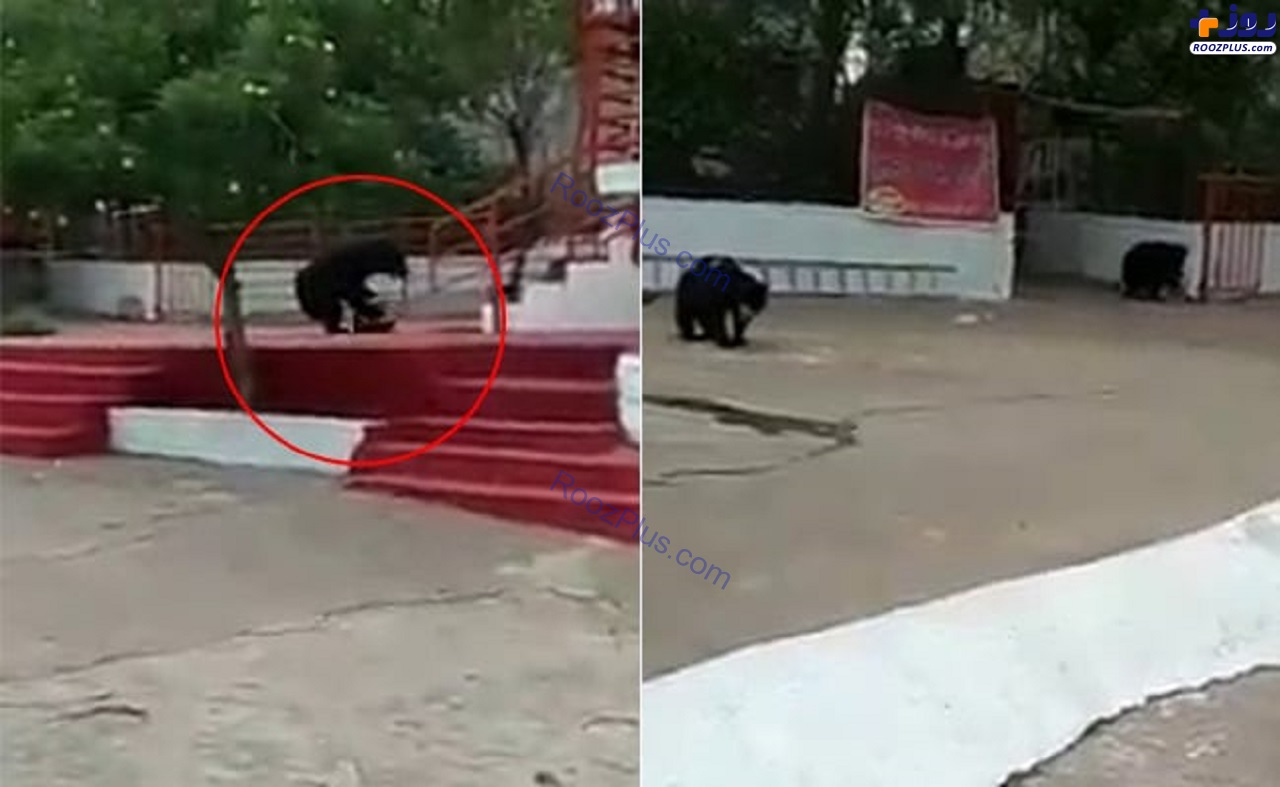 پرسه خرس‌های سیاه در مقابل معبد! +عکس