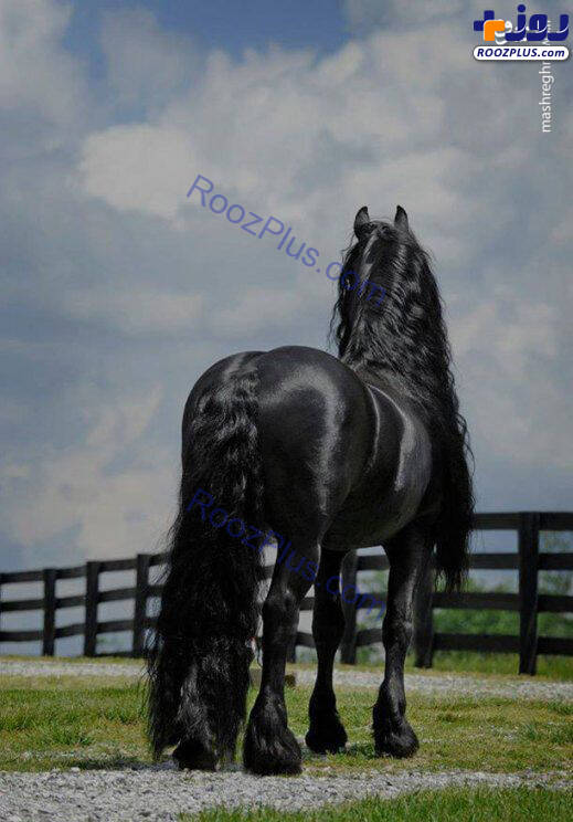زیباترین اسب سیاه جهان+عکس