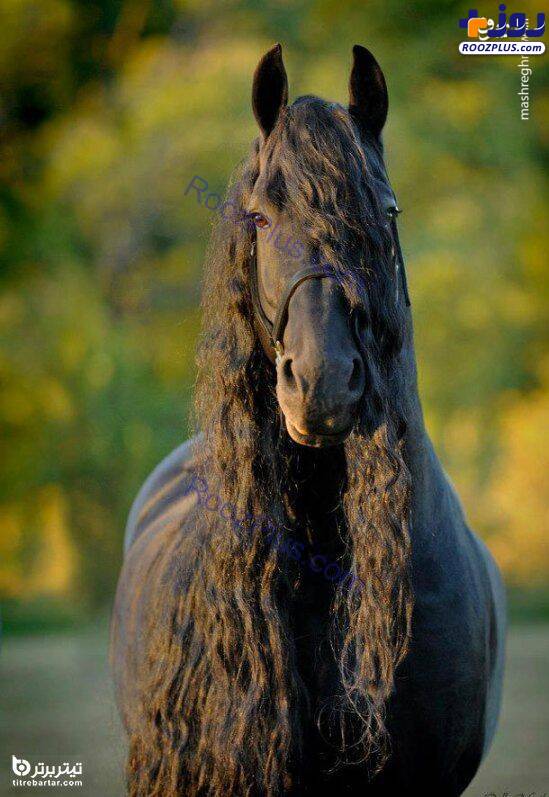 زیباترین اسب سیاه جهان+عکس