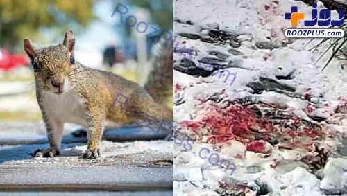 حمله وحشتناک سنجاب‌ها به رهگذر‌ان/عکس