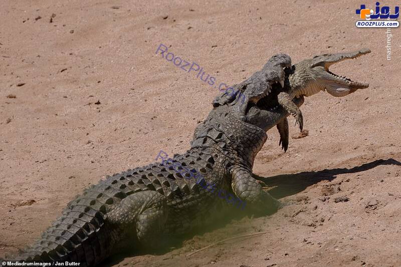 حمله وحشتناک تمساح گرسنه به بچه تمساح+عکس