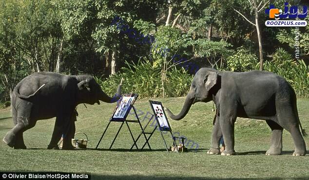 فیل‌هایی که نقاشی می‌کشند+عکس