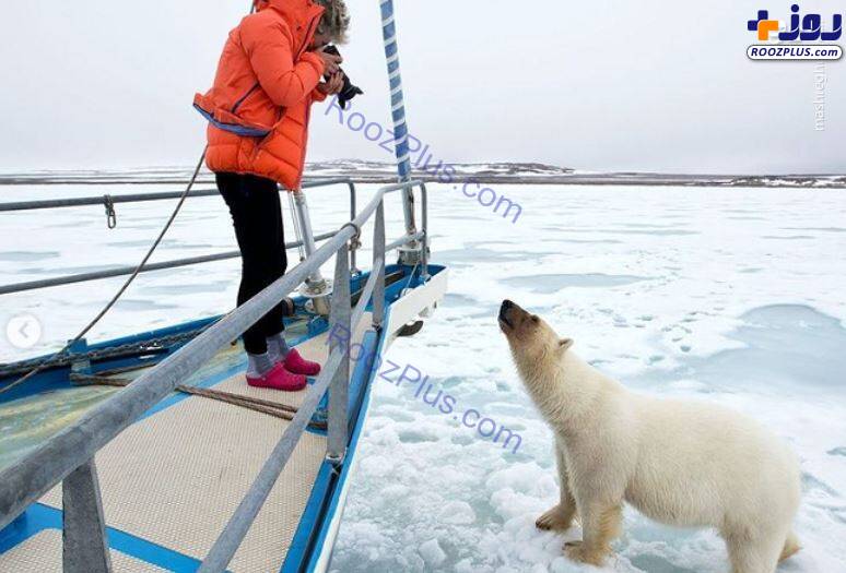 تلاش خرس قطبی برای سوار شدن بر روی قایق/عکس