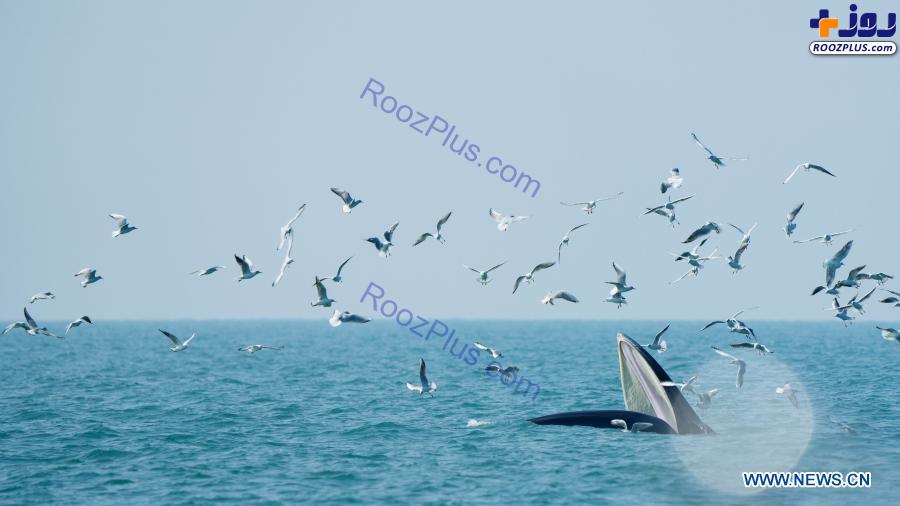 صید دسته جمعی پرنده ها توسط نهنگ! +عکس