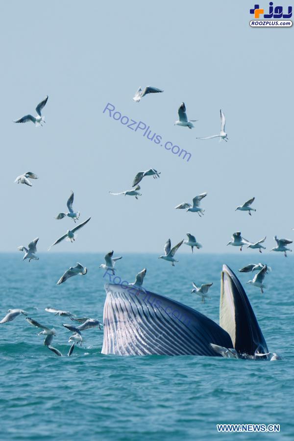 صید دسته جمعی پرنده ها توسط نهنگ! +عکس