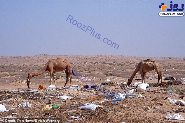 راز مرگ صدها شتر‌ در بیانبان دوبی فاش شد +عکس