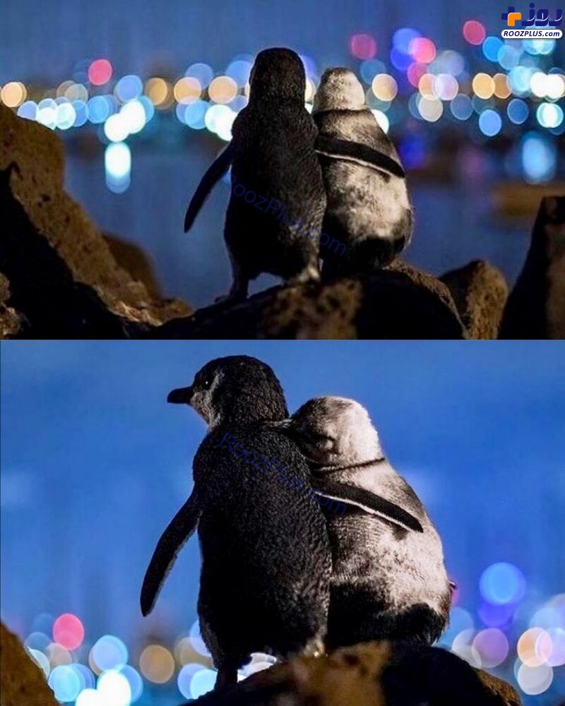 عاشقانه زوج پنگوئن که جهانی شد +عکس