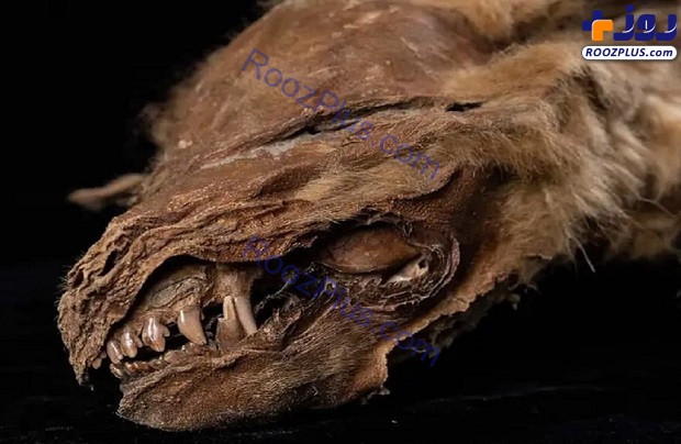 عکس/ کشف توله گرگ مومیایی شده با قدمت ۵۷ هزار ساله
