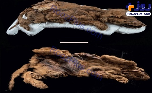 عکس/ کشف توله گرگ مومیایی شده با قدمت ۵۷ هزار ساله